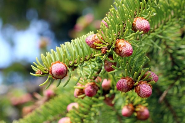 Модератор на кракене